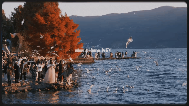 ▲当你做PPT的时候,西伯利亚的海鸥正掠过洱海海面。