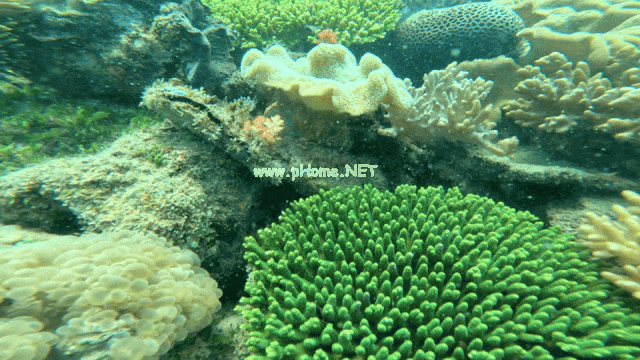 ??近距离与珊瑚、海草、海星见面 成为海底快乐的“海绵宝宝”(因为大家都戴着萌萌的头盔)