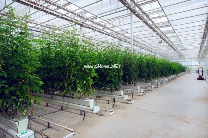活力中国调研行丨来到这家“植物工厂”，就知道智慧农业究竟有多炫酷